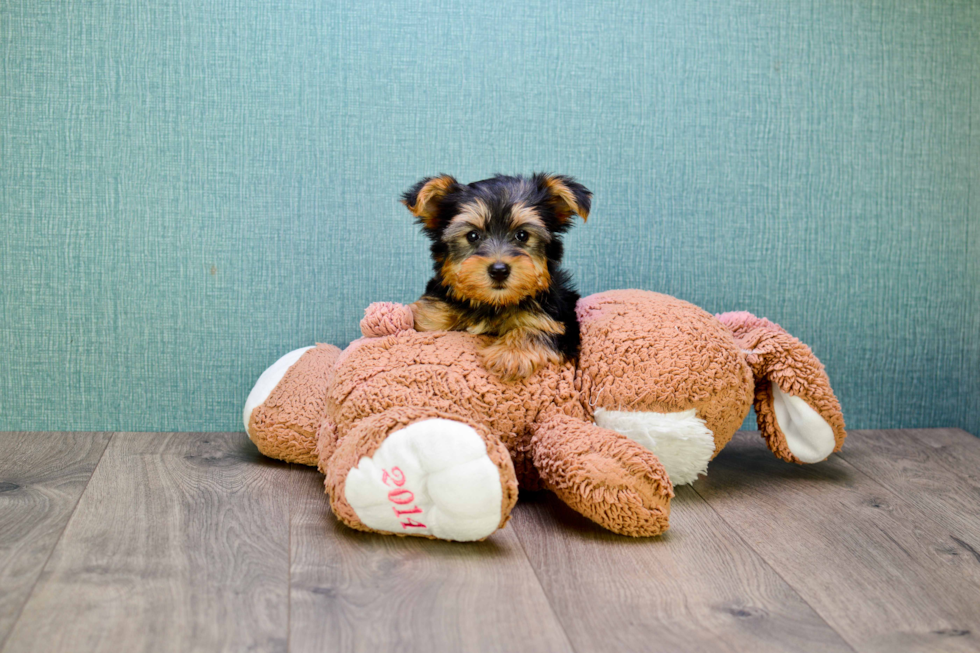 Meet Snickers - our Yorkshire Terrier Puppy Photo 