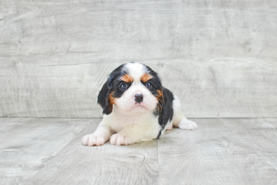 Best Cavalier King Charles Spaniel Baby