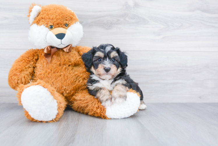 Friendly Mini Aussiedoodle Baby