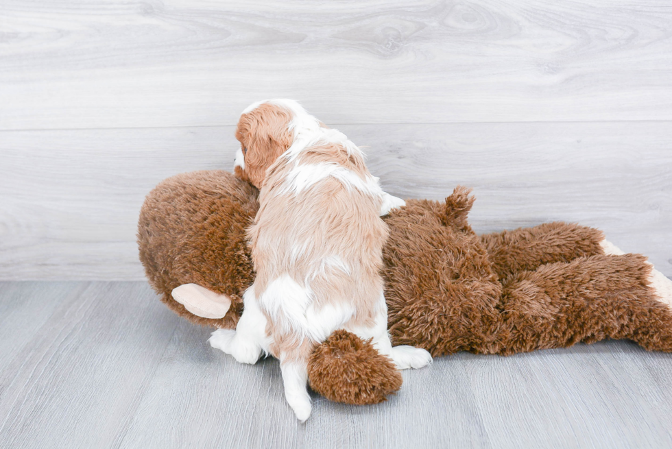 Cavalier King Charles Spaniel Pup Being Cute