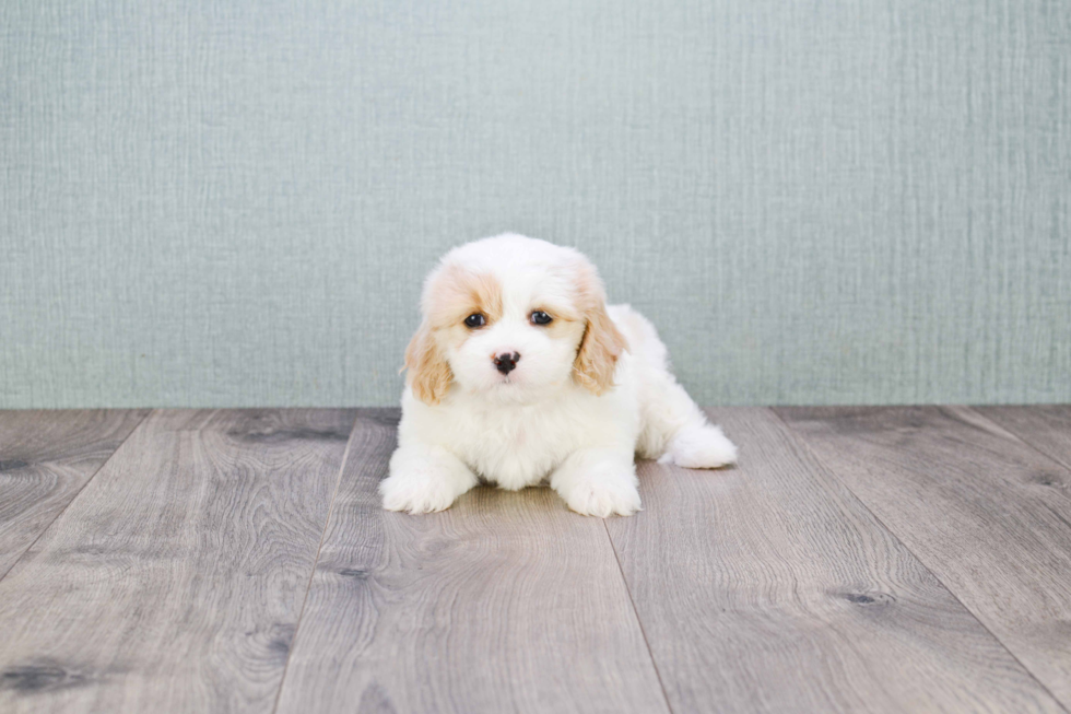 Happy Cavachon Baby