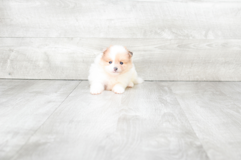 Cute Pomeranian Purebred Puppy