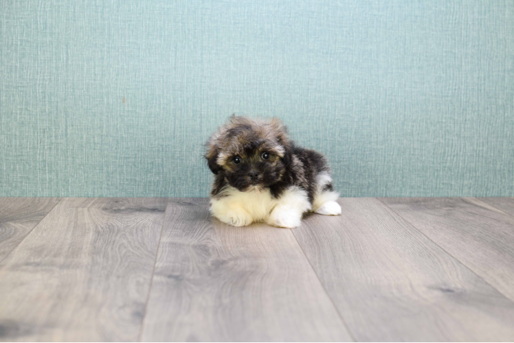 Best Havanese Baby