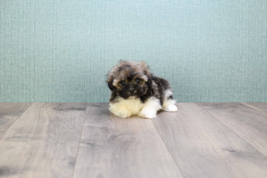 Best Havanese Baby