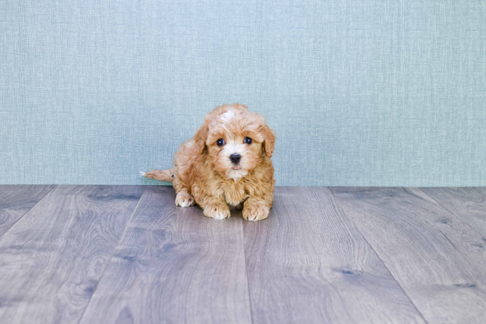 Best Cavapoo Baby