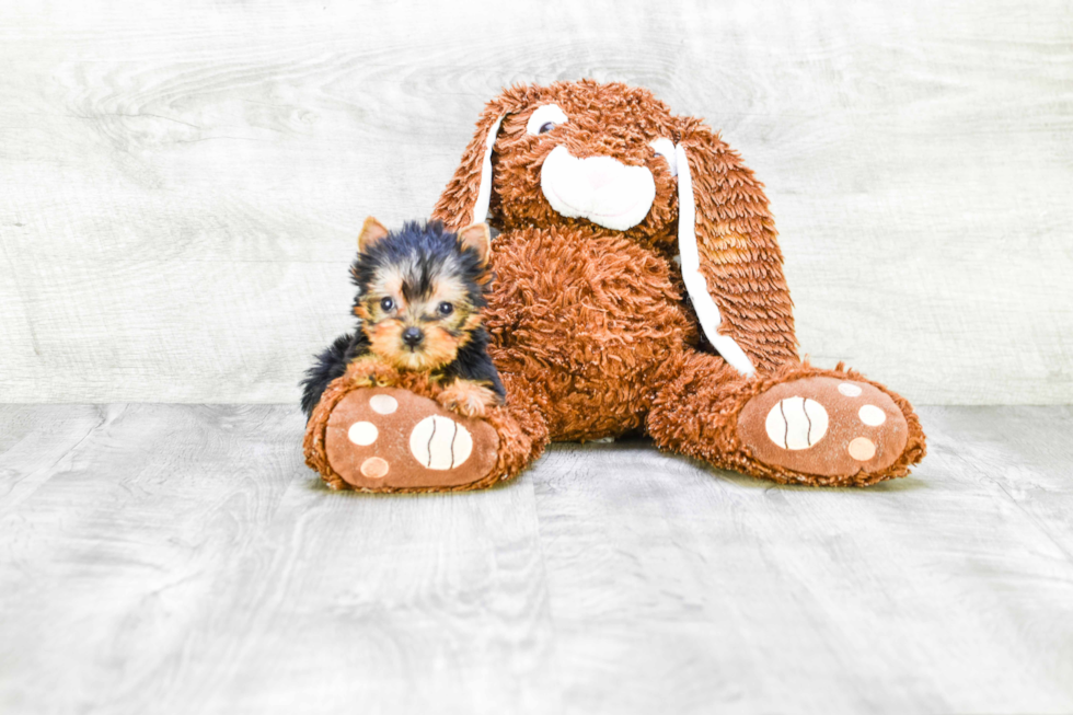 Meet Giselle - our Yorkshire Terrier Puppy Photo 