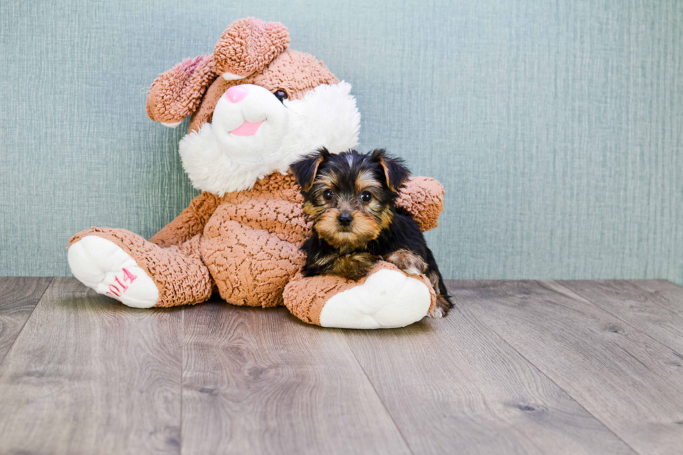 Meet Rascal - our Yorkshire Terrier Puppy Photo 