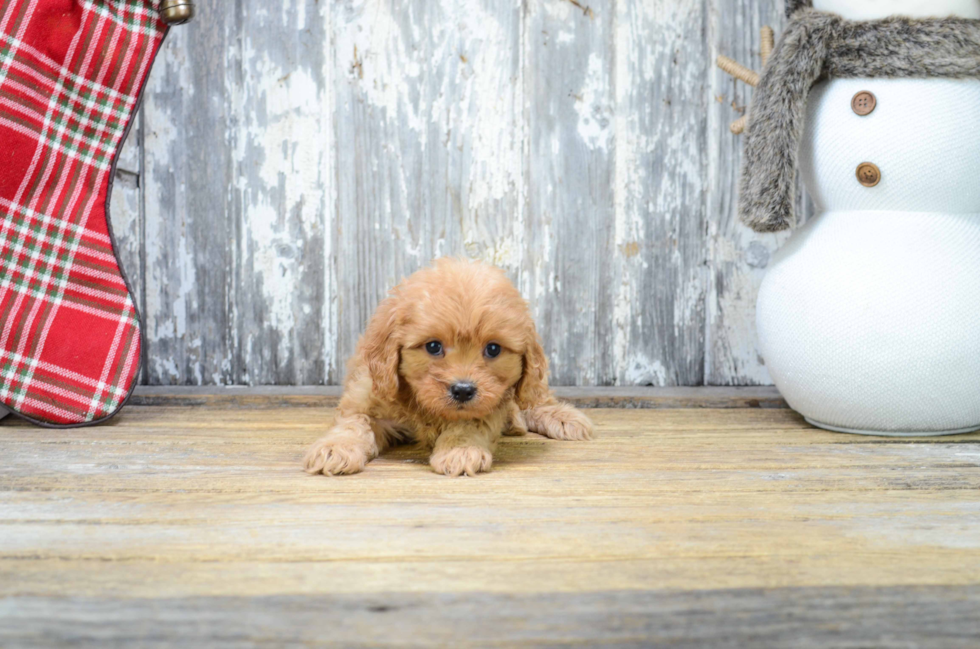 Fluffy Cavapoo Poodle Mix Pup