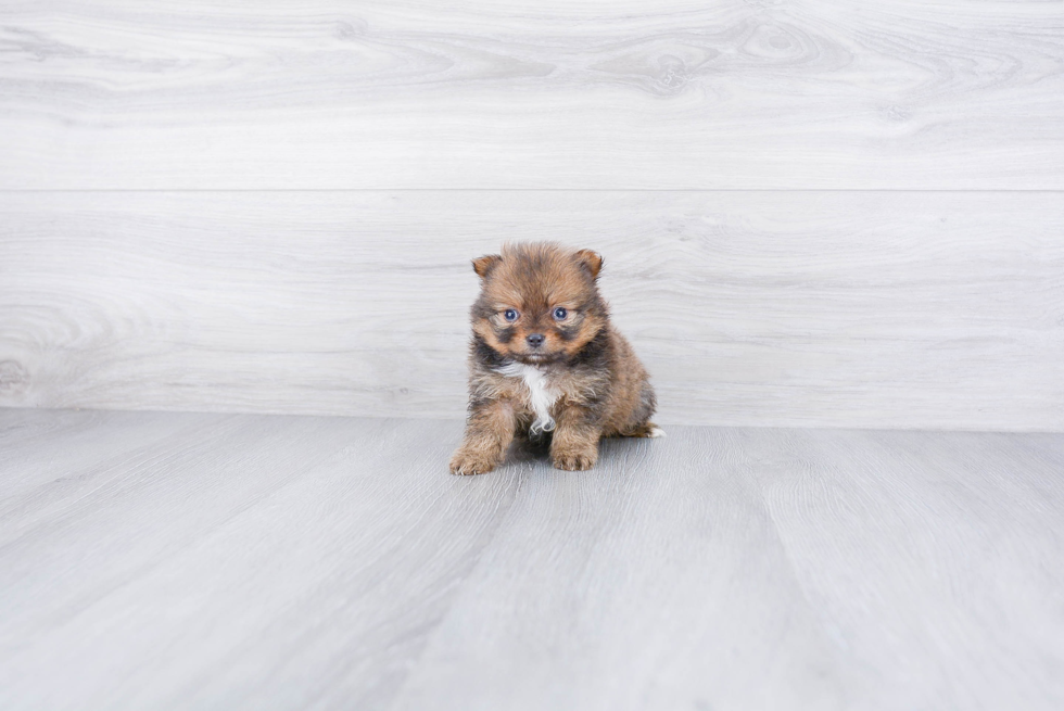 Best Pomeranian Baby