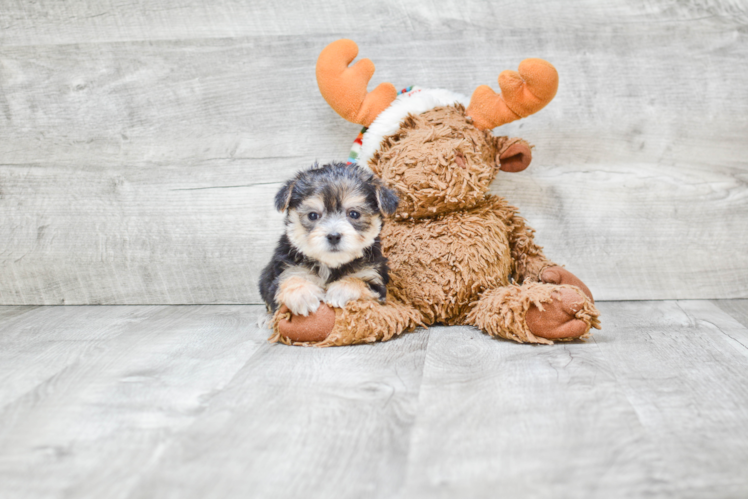 Hypoallergenic Yorkie Designer Puppy