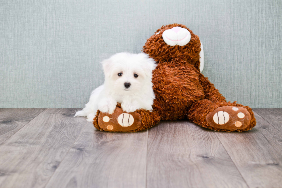 Maltese Pup Being Cute