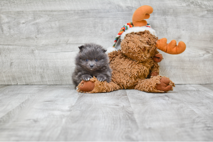 Playful Pomeranian Purebred Pup