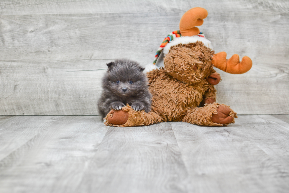 Playful Pomeranian Purebred Pup