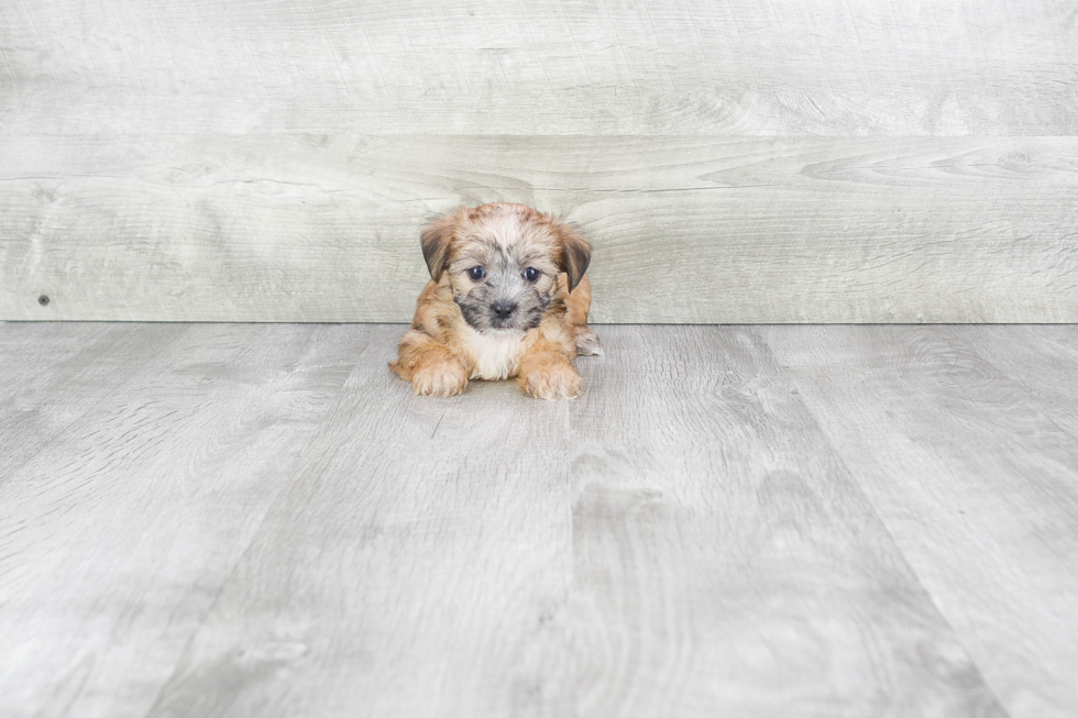 Petite Morkie Designer Pup