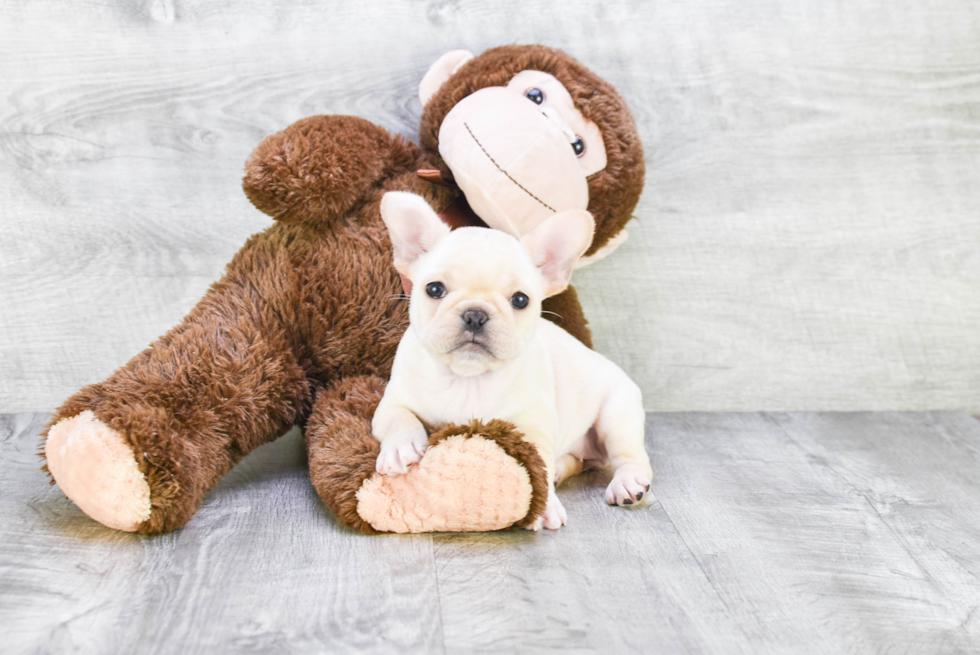 Petite Frenchie Purebred Puppy