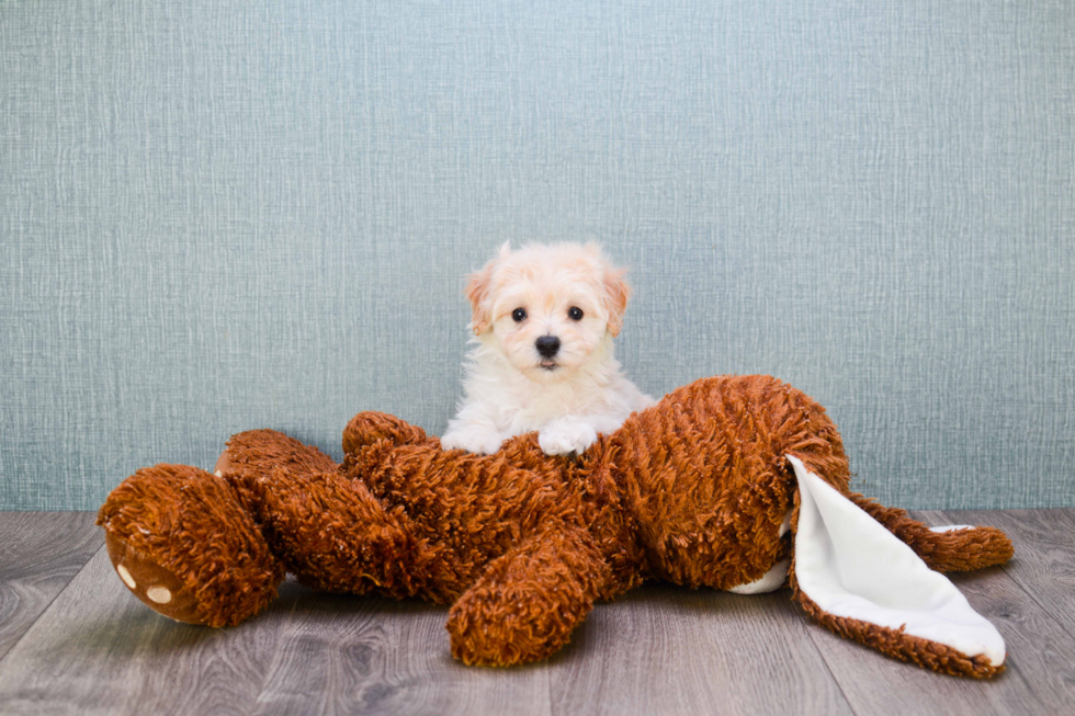 Maltipoo Puppy for Adoption