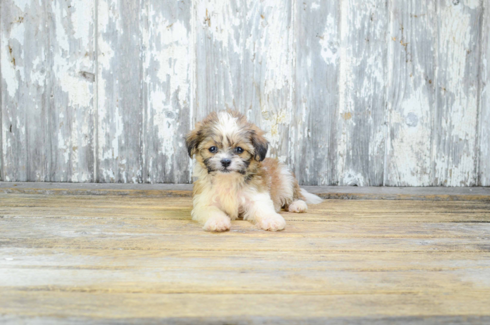 Teddy Bear Pup Being Cute