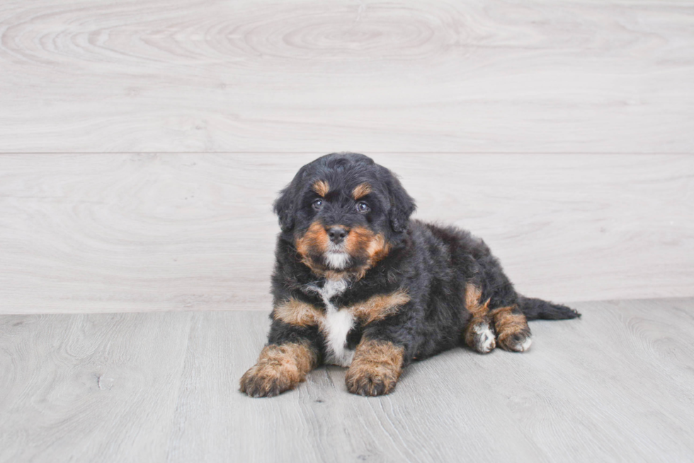 Best Mini Bernedoodle Baby