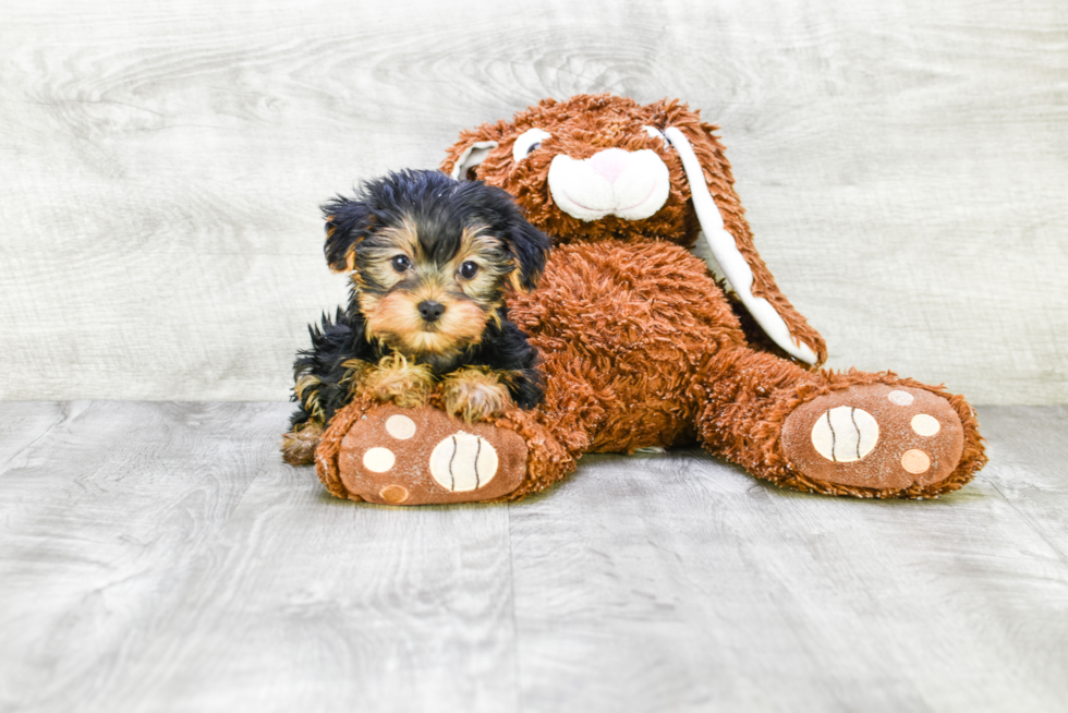 Meet Diddy - our Yorkshire Terrier Puppy Photo 