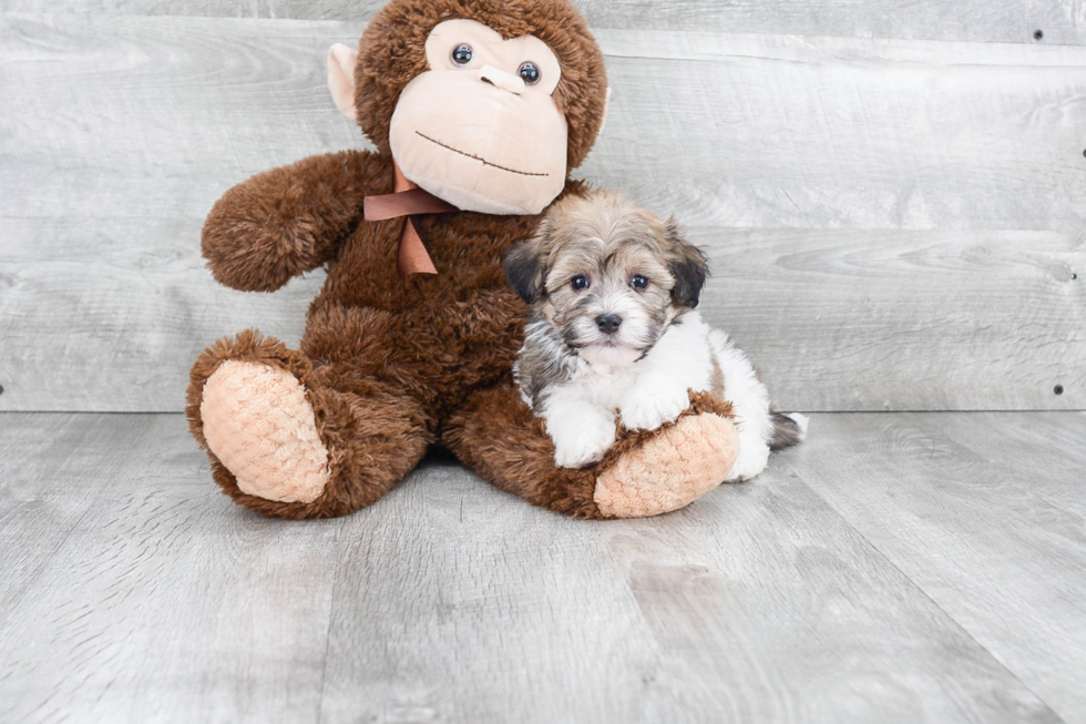 Havanese Puppy for Adoption