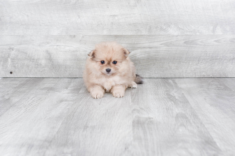 Best Pomeranian Baby