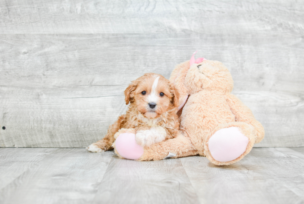 Petite Cavapoo Poodle Mix Pup