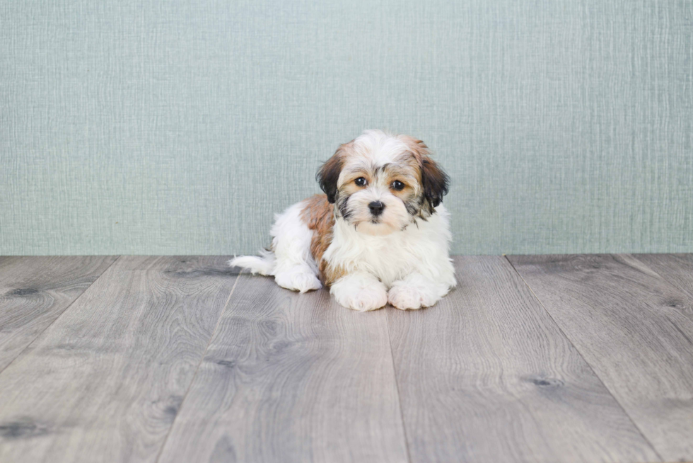 Friendly Havanese Purebred Pup