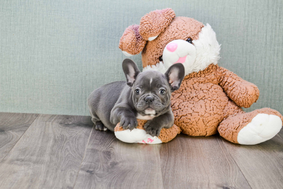 Playful French Bulldog Purebred Pup