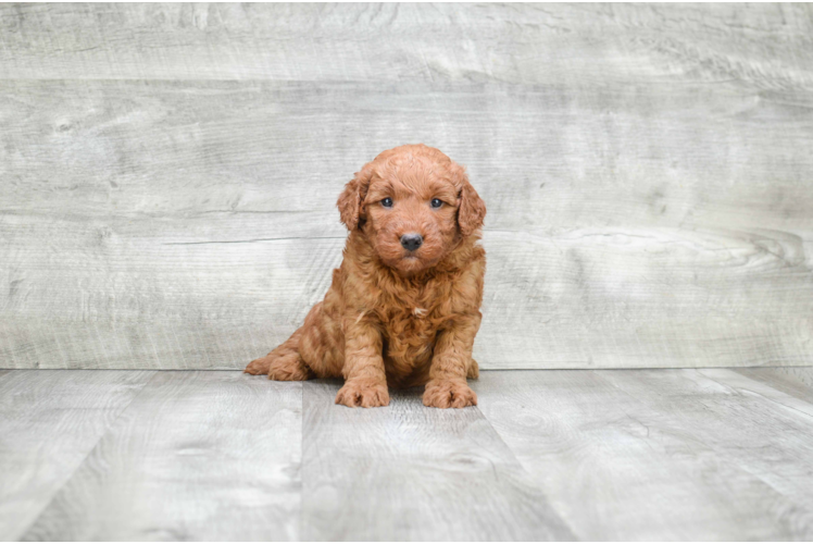 Mini Goldendoodle Puppy for Adoption