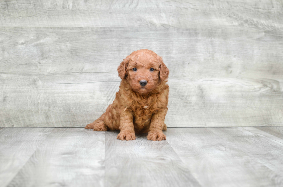 Mini Goldendoodle Puppy for Adoption