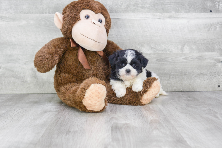 Teddy Bear Pup Being Cute