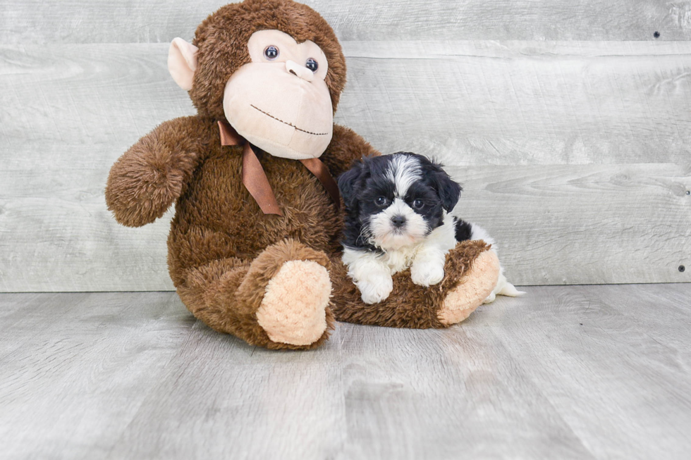 Teddy Bear Pup Being Cute