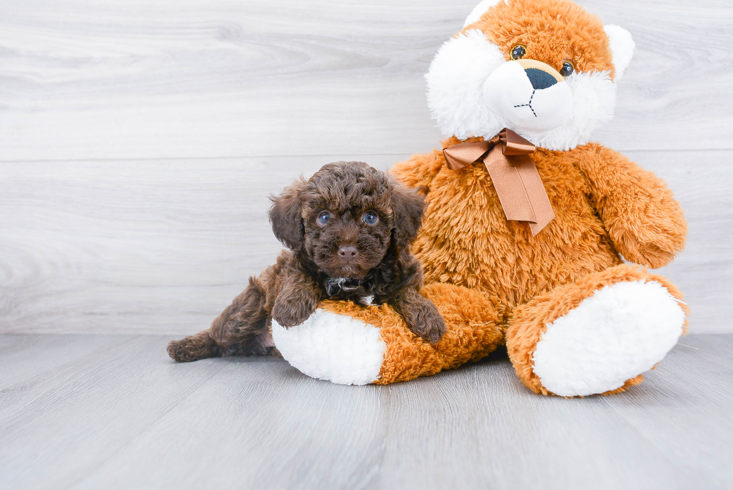 Hypoallergenic Poodle Purebred Pup