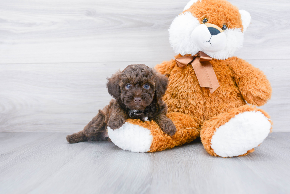 Hypoallergenic Poodle Purebred Pup