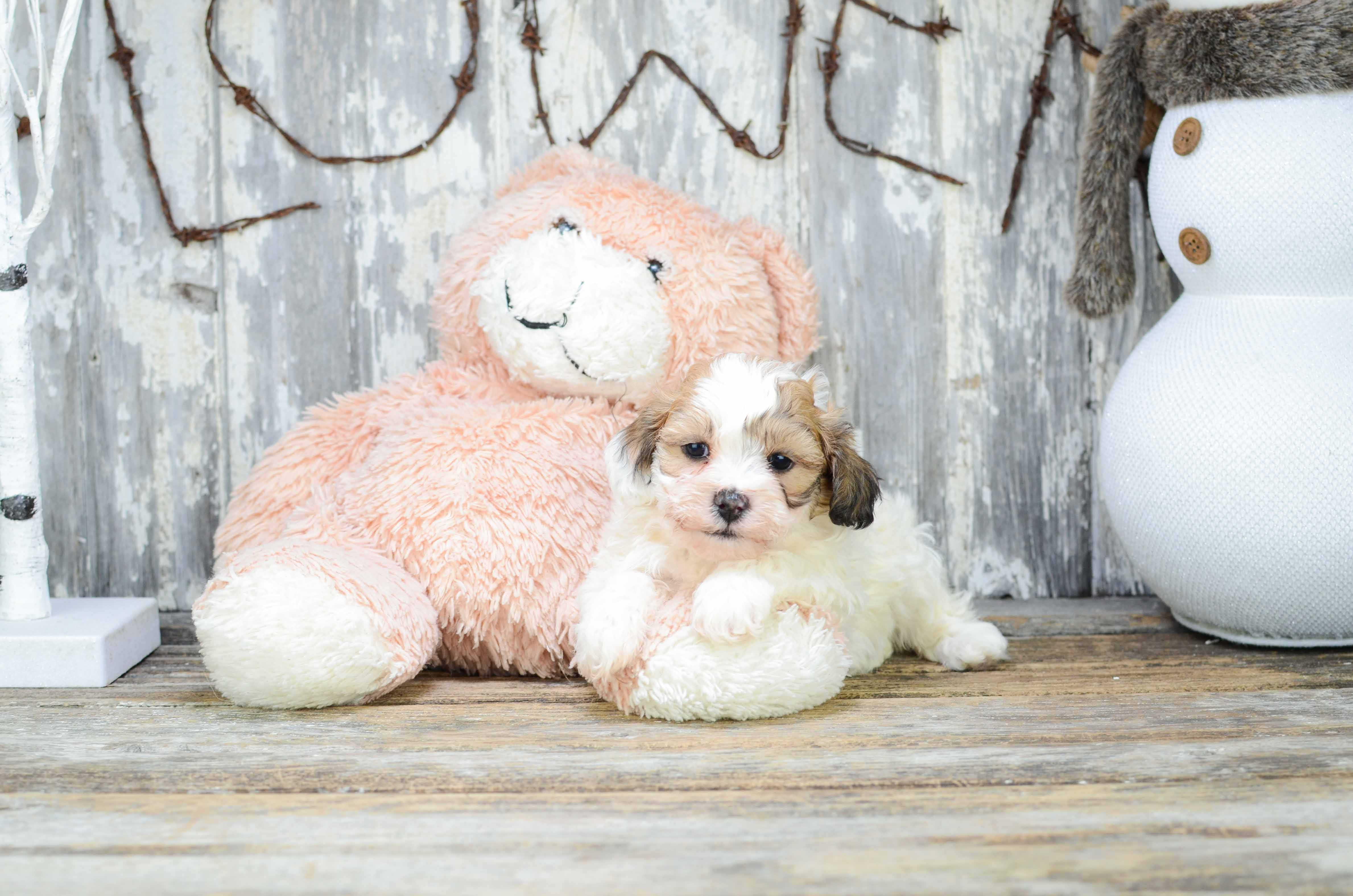 Best Teddy Bear Baby