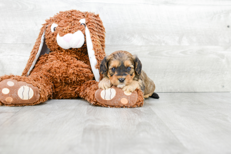 Cavapoo Puppy for Adoption