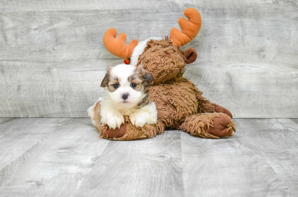 Playful Shichon Designer Puppy