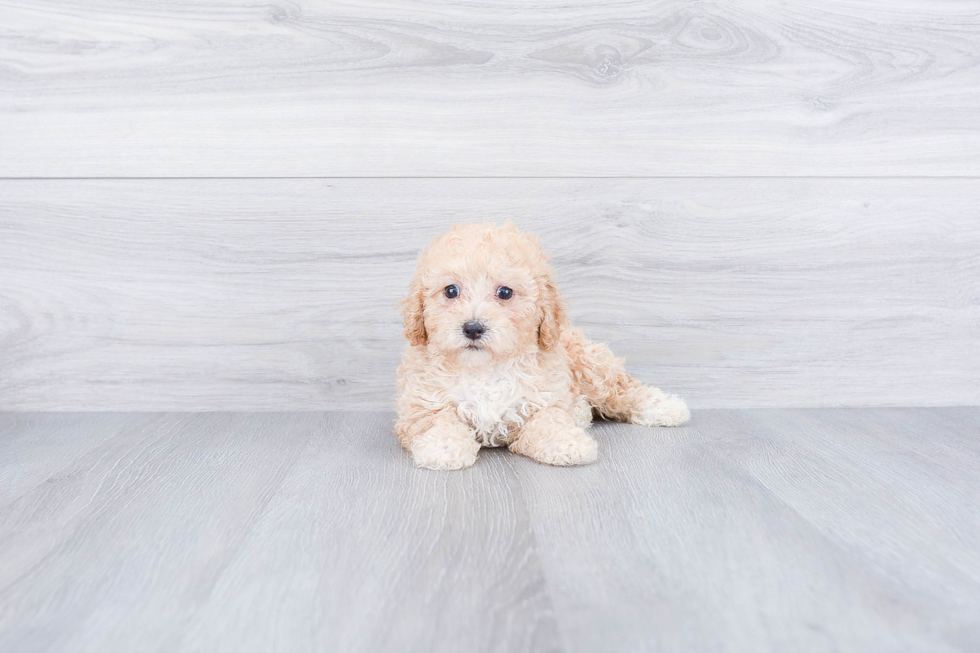 Popular Maltipoo Poodle Mix Pup