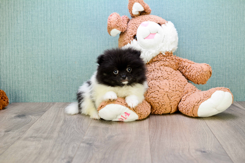 Pomeranian Pup Being Cute