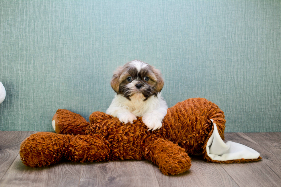 Happy Teddy Bear Baby