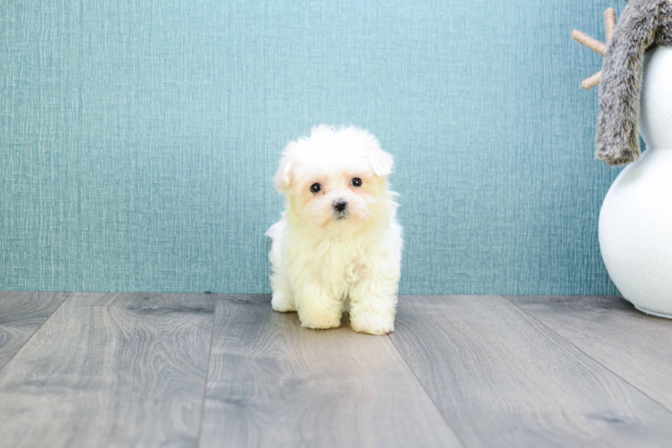 Meet Microteacup-Diamond  - our Maltese Puppy Photo 