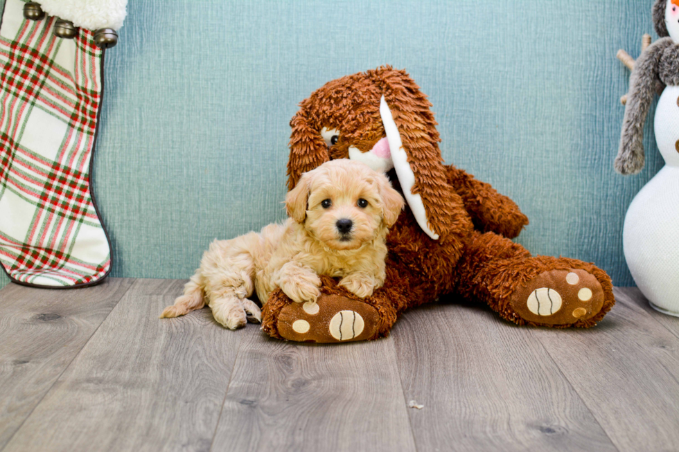 Best Maltipoo Baby