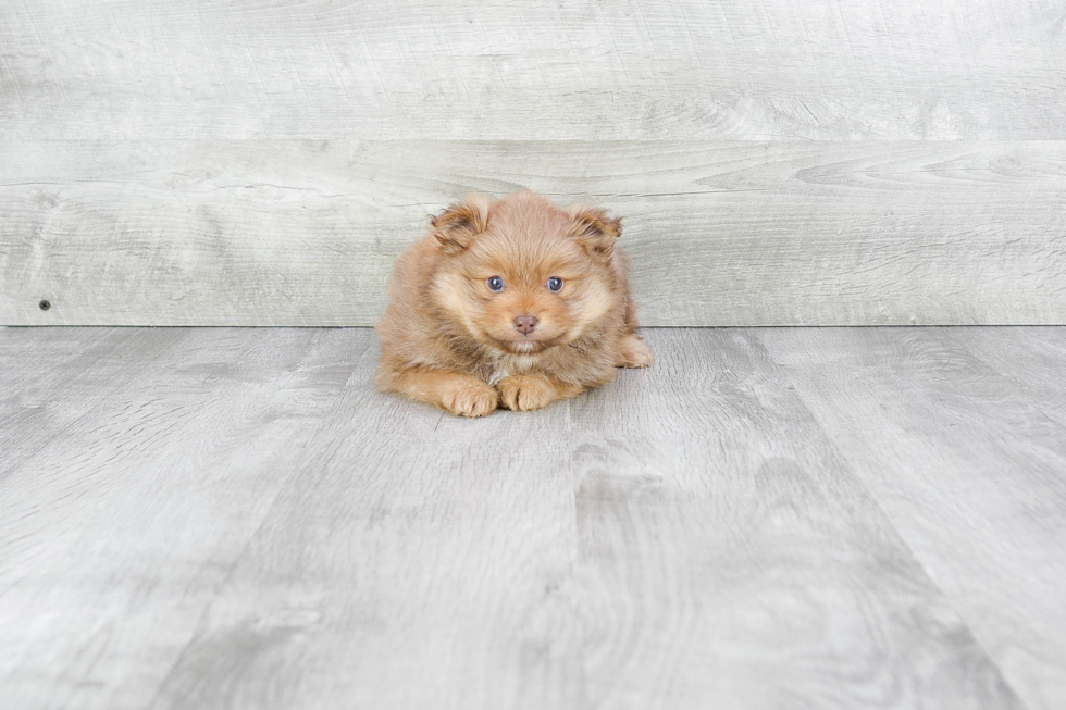 Petite Pomeranian Purebred Puppy