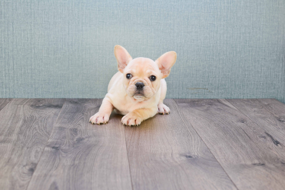 Small French Bulldog Purebred Pup