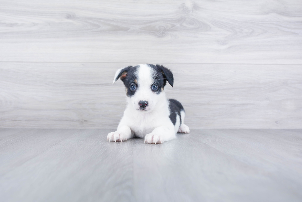 Best Cowboy Corgi Baby