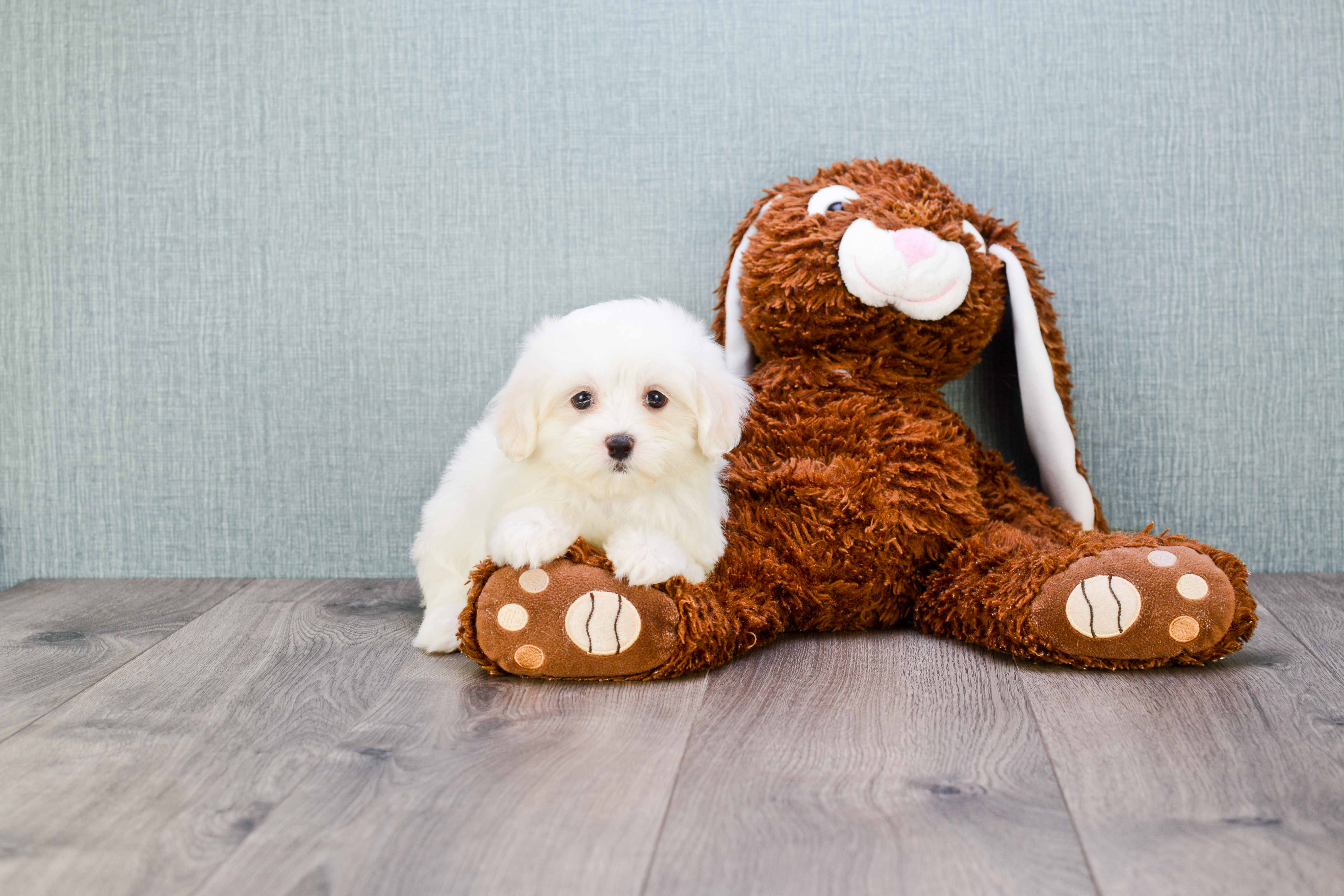 Teddy Bear Puppy for Adoption
