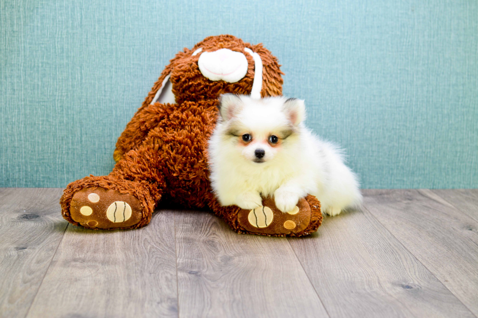 Akc Registered Pomeranian Purebred Pup