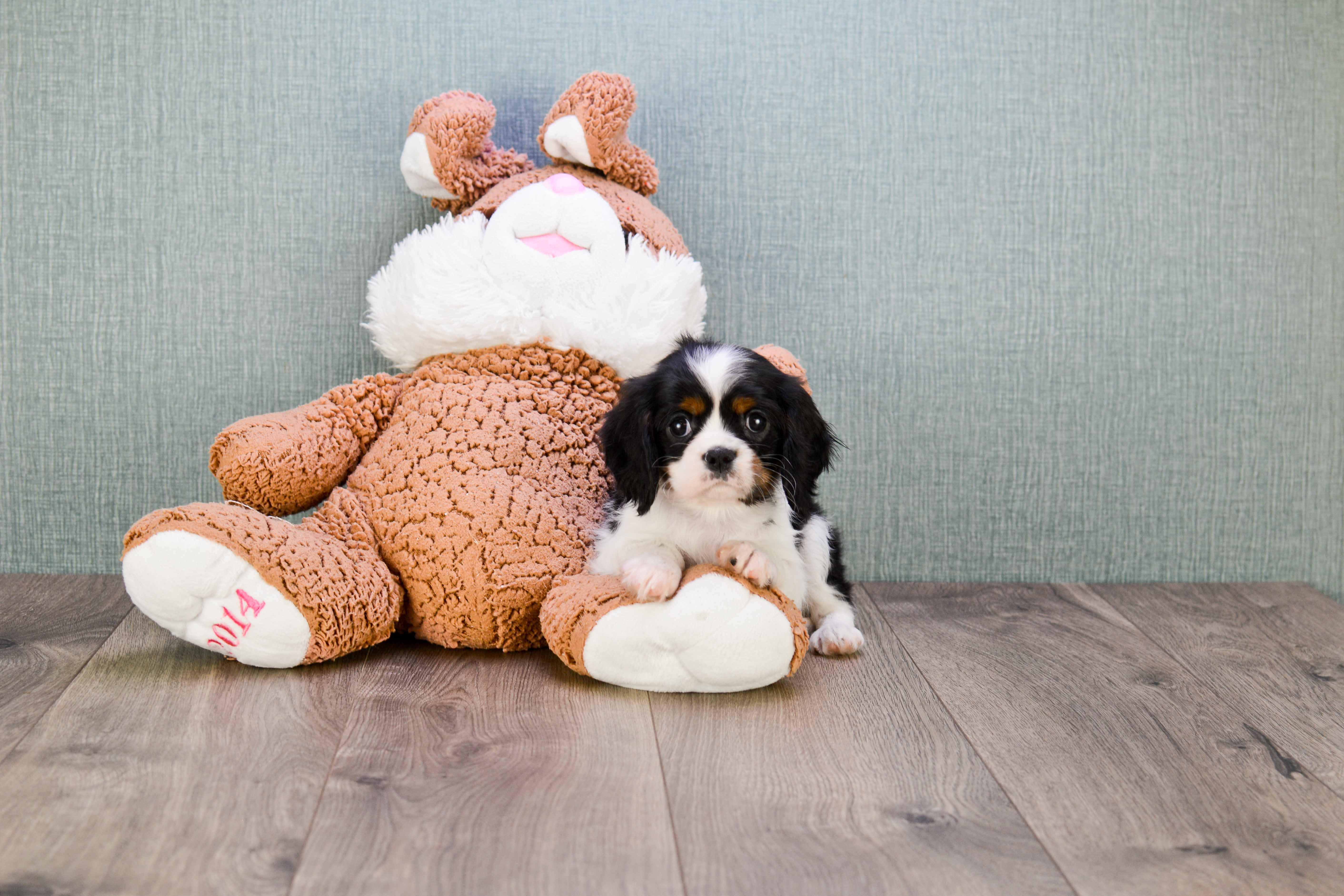 Cavalier King Charles Spaniel Puppy for Adoption