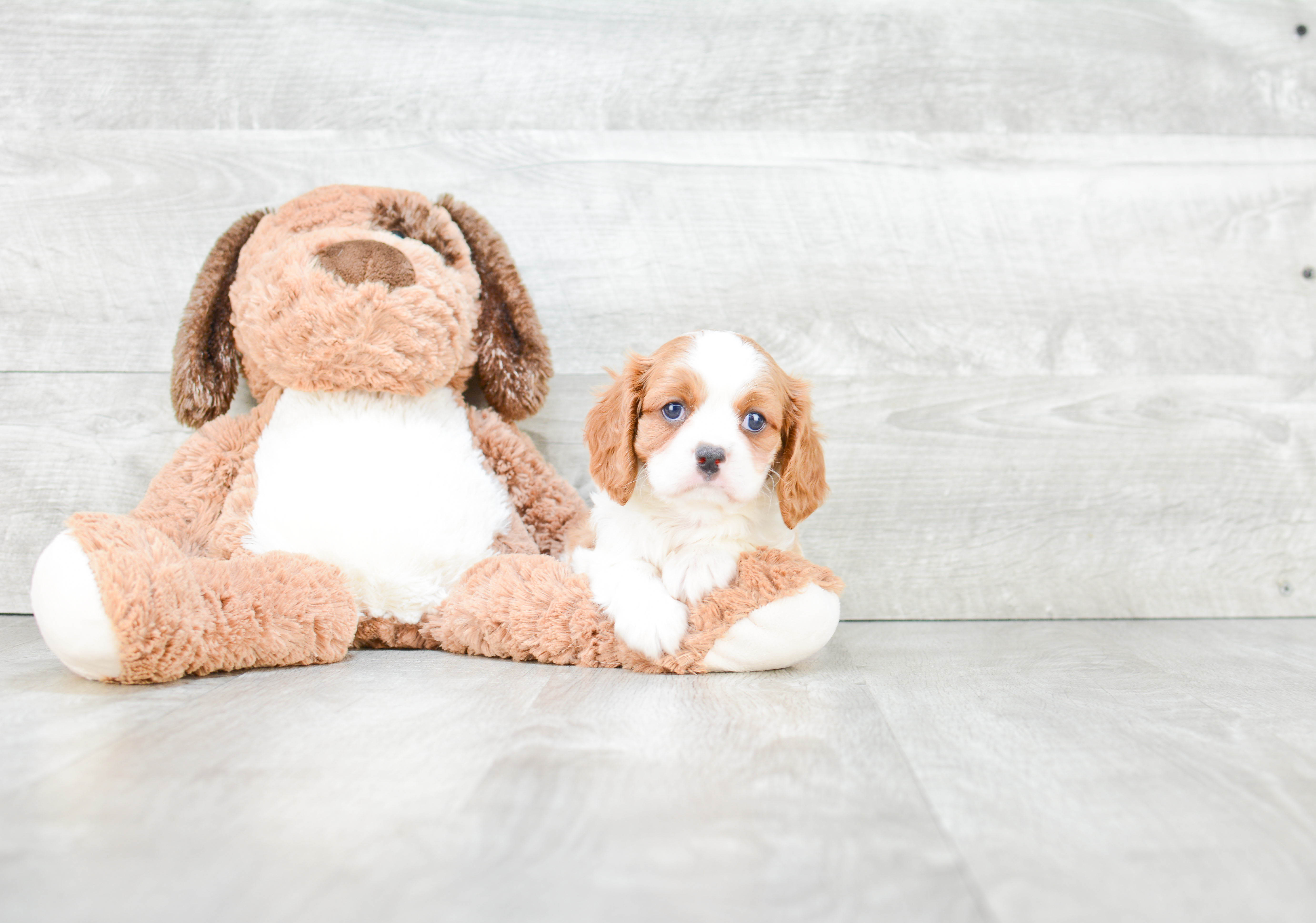 Cute Cavalier King Charles Spaniel Purebred Puppy
