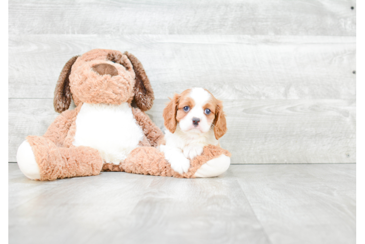 Cute Cavalier King Charles Spaniel Purebred Puppy